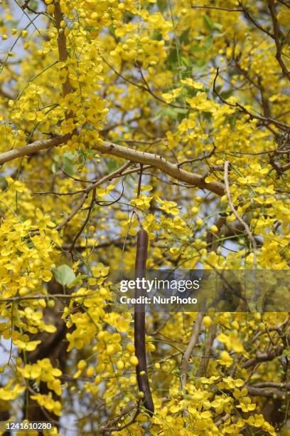 Yellow flowers on a Indian laburnum tree in Agra, Uttar Pradesh, India, on May 05, 2022.