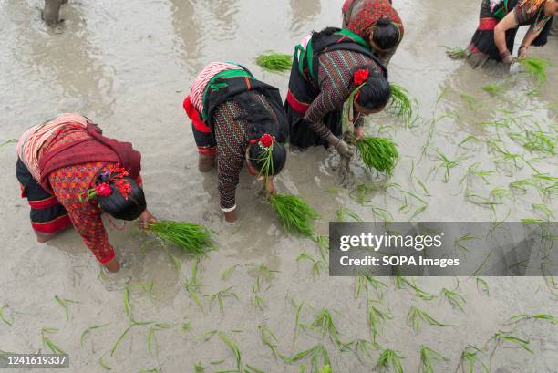 Nepalese women seen planting rice seedlings during the National paddy day. Nepalese farmers celebrate National Paddy Day with various events that...