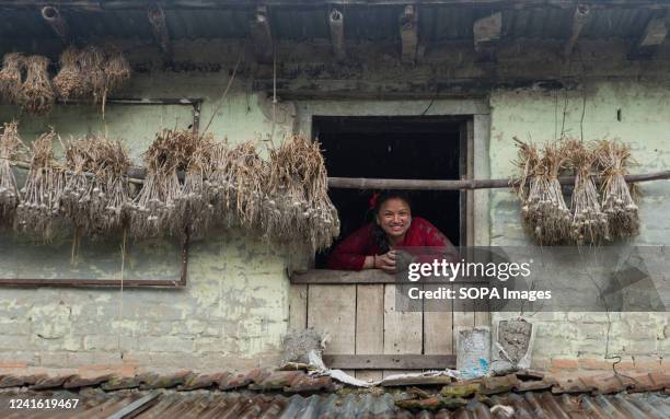 Nepalese woman looks from the window during the National paddy day celebration. Nepalese farmers celebrate National Paddy Day with various events...