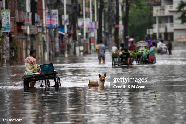 Street dog in the floodwater in Sylhet. North-Eastern Bangladesh is experiencing the worst flooding in living memory, with more than 60% of Sylhet...