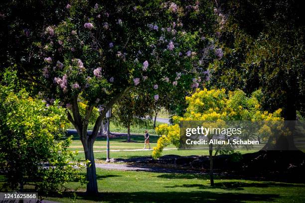 Pedestrian walks amid blooming trees on a sunny, warm day on campus at the University of California-Irvine on Wednesday, June 29, 2022.