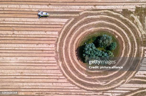 June 2022, Mecklenburg-Western Pomerania, Hanshagen: A combine harvester drives over a field of cut grass and threshes lawn seeds from the dried...