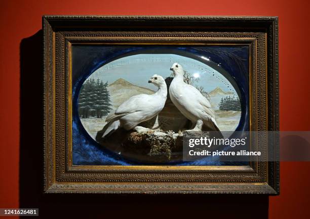 June 2022, Thuringia, Erfurt: Framed ptarmigans are on display at the Natural History Museum in an anniversary exhibition. The special exhibition...