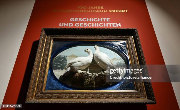 June 2022, Thuringia, Erfurt: Framed ptarmigans are on display at the Natural History Museum in an anniversary exhibition. The special exhibition...