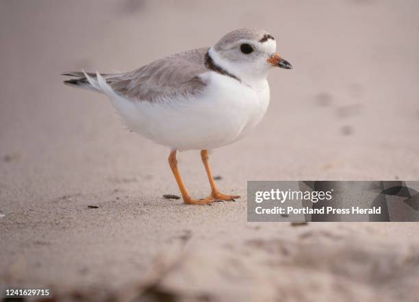 Piping plover stands on the sand on Old Orchard Beach on Friday, May 27, 2022. Last year broke the record for the number of pairs of piping plovers...