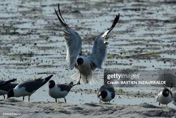 Laughing gulls feed on horseshoe crab eggs on a beach at the James Farm Ecological Preserve in Ocean View, Delaware, on June 16, 2022. On a bright...