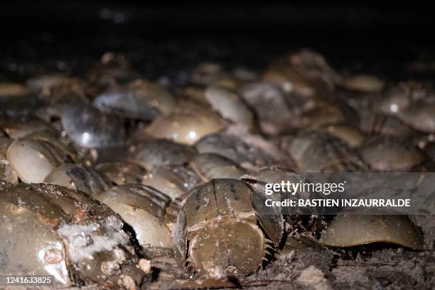 Horseshoe crabs spawn on a beach at the Ted Harvey Wildlife Area near Dover, Delaware, on June 17, 2022. On a bright moonlit night, a team of...