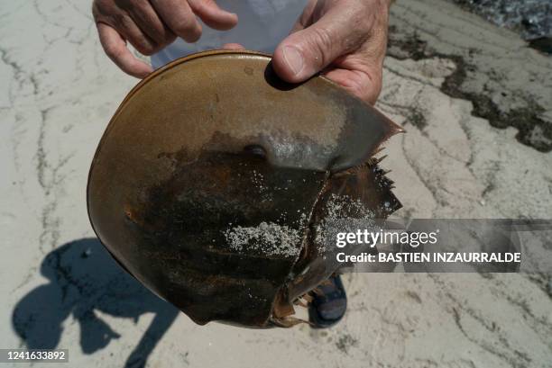 Glenn Gauvry, president of the Ecological Research & Development Group, a nonprofit advocating for the conservation of horseshoe crabs, holds a...