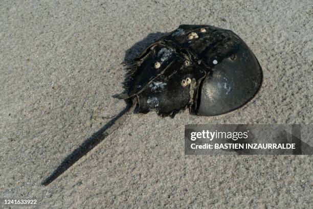 Horseshoe crab is seen on a beach at the James Farm Ecological Preserve in Ocean View, Delaware, on June 16, 2022. On a bright moonlit night, a team...