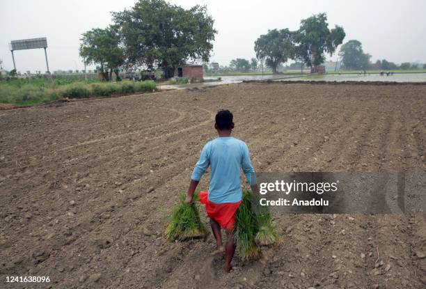 An Indian worker carries paddy seedlings for plantation in an agricultural field at village Verka, near Amritsar, India, June 30, 2022. For many...
