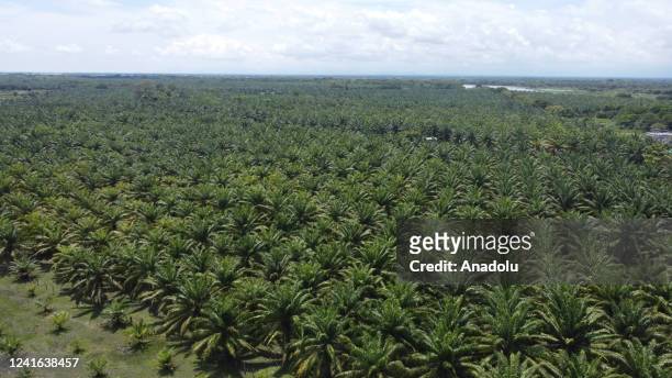 An aerial view of the Oil palm plantations in Simiti, Bolivar, Colombia on June 30, 2022.