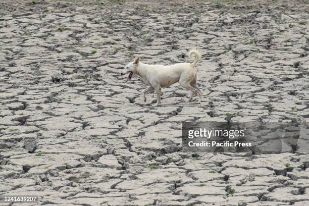 Dog walks on a dried-up pond on a hot summer day in New Delhi. The ongoing heatwave in New Delhi is expected to get a relief soon as light rains may...