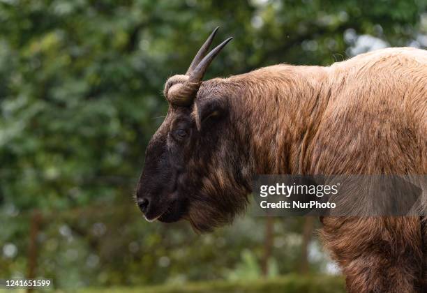 Mishmi takin also known as gnu goat or cattle chamois is a type of endangered antelope species, that is Vulnerable to IUCN Red listed and WPA...