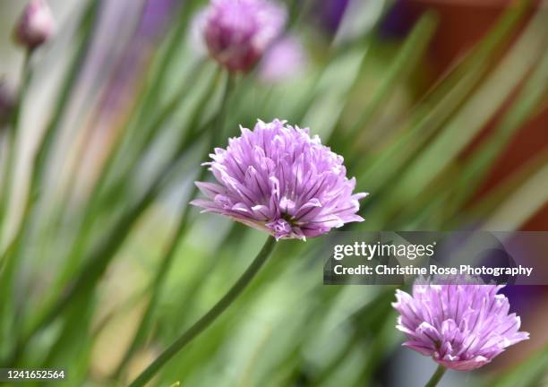 Chive Undergrround Chive Photos and Premium High Res Pictures - Getty Images