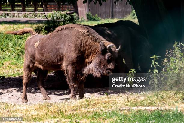 European Bisons, largest European animal, today present only in Bialowieza Forests are seen resting in natural reserve park as Bialowieza National...