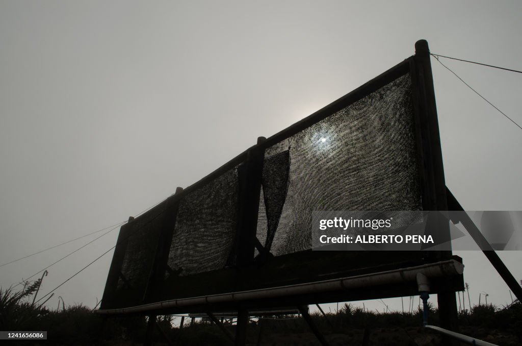 CHILE-ENVIRONMENT-FOGCATCHER PARK