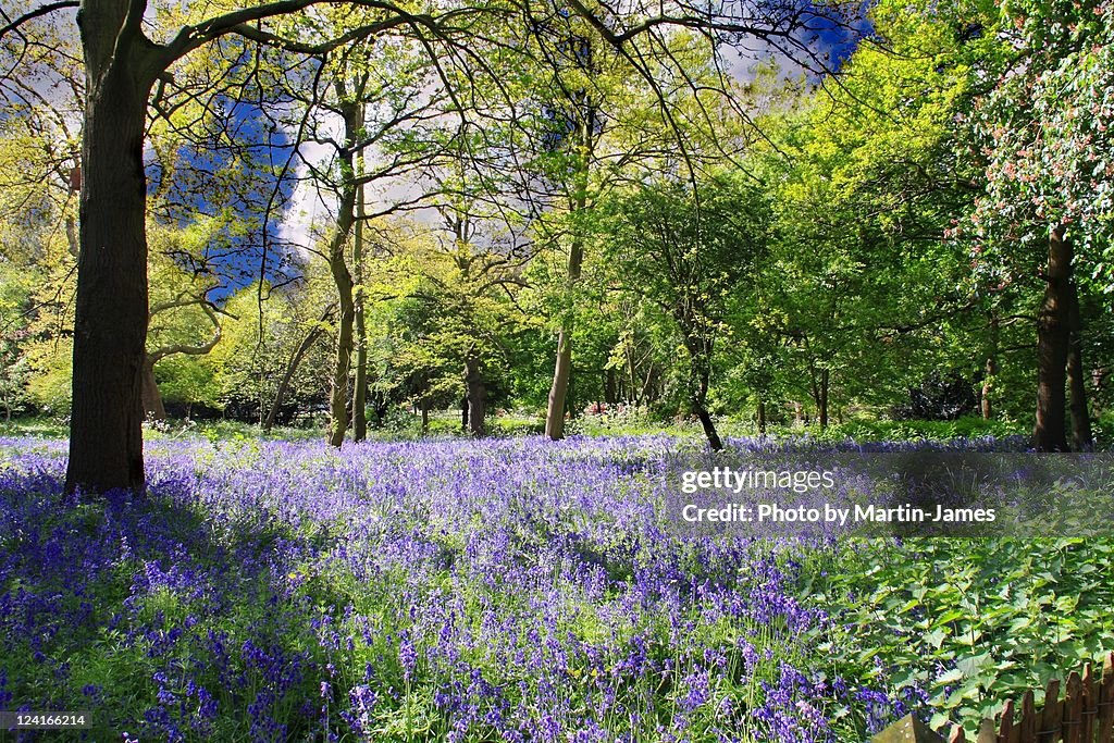 London Holland Park Bluebells in