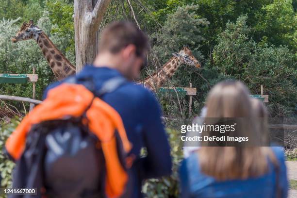 Visitor of the zoo at the giraffe enclosure are seen on May 31, 2020 in Gelsenkirchen, Germany.