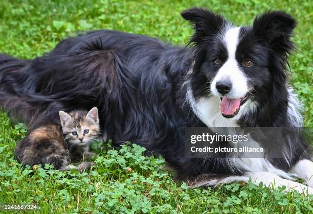 July 2022, Brandenburg, Sieversdorf: A female dog of the Border Collie breed is lying in a meadow in a garden together with a kitten a few weeks old....