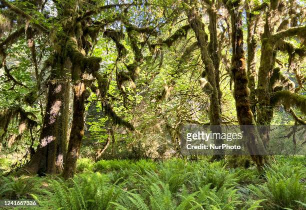 Hall of Mosses Trail in the Hoh Rain Forest in Olympic National Park in Washington State on Thursday, June 23, 2022.
