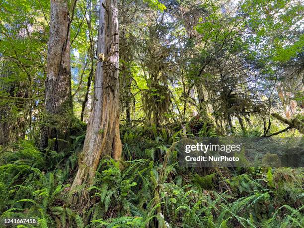 Hall of Mosses Trail in the Hoh Rain Forest in Olympic National Park in Washington State on Thursday, June 23, 2022.