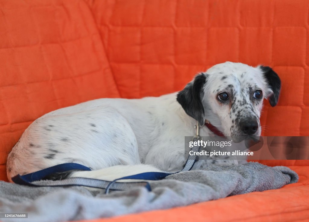 When the dog becomes a case for the therapist
