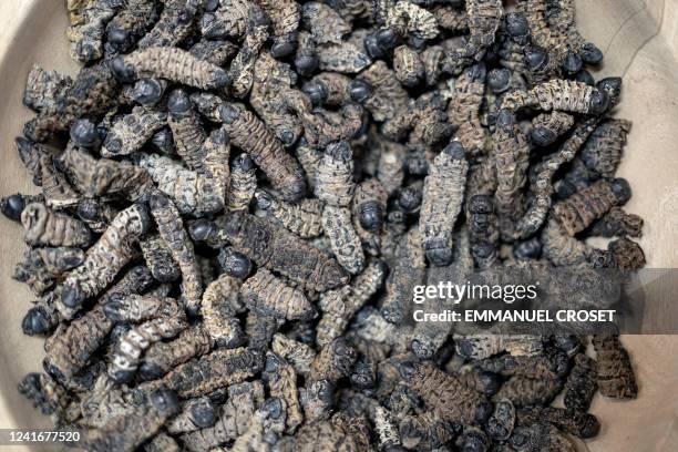 Bowl of dried Mopani worms is seen at the Hostex food Expo in Sandton on June 27, 2022. A South African start-up entrepreneur is changing the way...