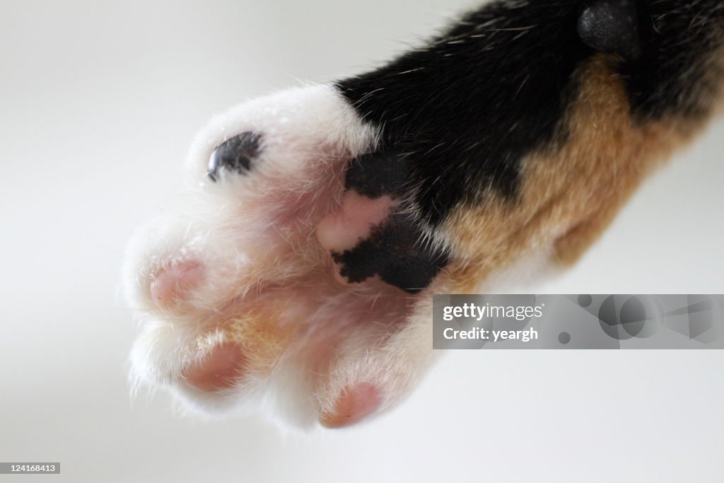 Cat hand