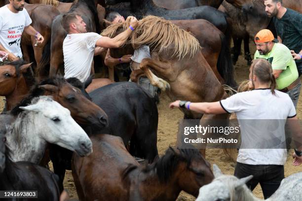 ''Rapa das Bestas'' celebration. Every year since XVII century, in the small town of Sabucedo, ''aloitadores'' cut the manes of wild horses. People...
