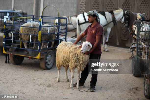 Palestinian sheep vendor shows his livestock to buyers at a livestock market, in Deir al-Balah, in the center of the Gaza Strip, on july 04, 2022. -...