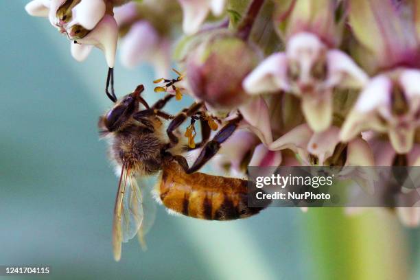 Honeybee on milkweed plant flower in Markham, Ontario, Canada, on July 02, 2022.