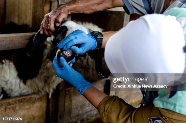 Health worker checks mouth condition of a goat as a measure to cope with the re-emergence of the foot-and-mouth disease FMD, which spreads among...