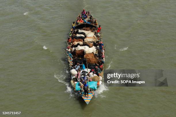 In Dhaka, a boat transports sacrificial animals through the Buriganga river in preparation for Eid-ul-Azha. The animals will be sold in the cattle...