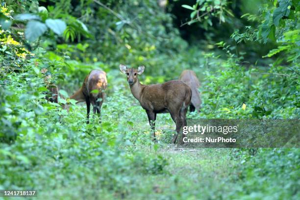 Deers graze inside Burapahar Range of Kaziranga National Park, in Nagaon district of Assam ,India on July 5,2022.