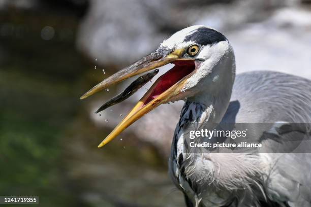 Dpatop - 05 July 2022, Hessen, Frankfurt/Main: A gray heron devours a fish in the pool of the penguin enclosure at Frankfurt Zoo. Photo: Arne...