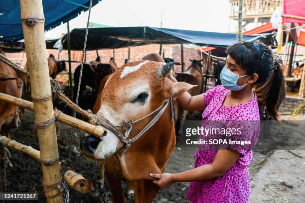 Girl seen caressing a cow at a cattle market as sacrificial animals are sold ahead of the Muslim festival of Eid al-Adha. Eid al-Adha, feast of the...