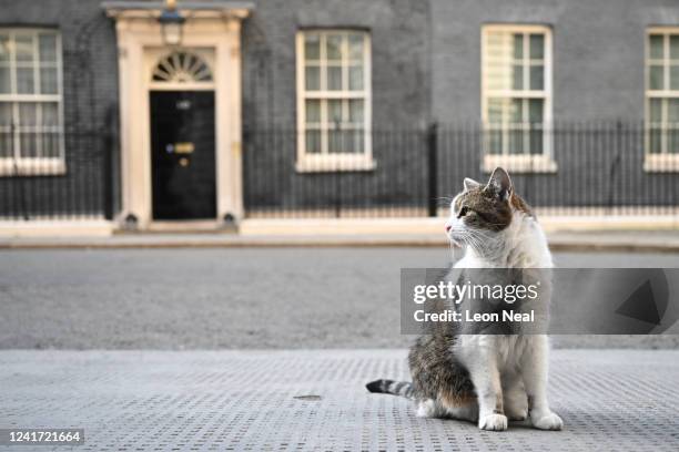 Larry the Downing street cat sits on the pavement in front of 10 Downing Street on July 5, 2022 in London, England. Minister for Health, Sajid Javid,...