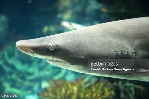 Photo taken on July 5, 2022 shows a sand tiger shark in the Scientific Center aquarium, in Hawalli Governorate, Kuwait. The Scientific Center of...