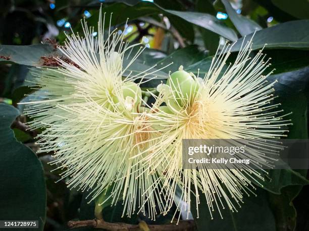 Java Apple Tree Photos and Premium High Res Pictures - Getty Images