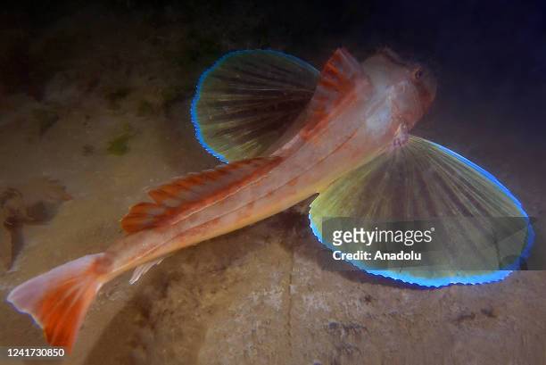 Red fish is seen in the images of underwater life and biodiversity taken during the dives in the Gulf of Gemlik, which is an inlet of the Marmara...
