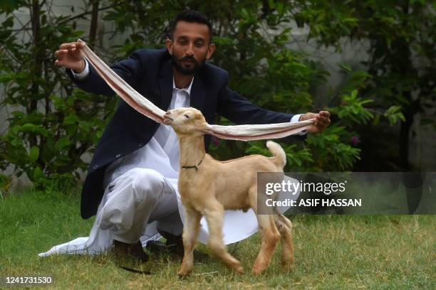 Breeder Mohammad Hasan Narejo displays the ears of his kid goat Simba, in Karachi on July 6, 2022. - A kid goat with extraordinarily long ears has...