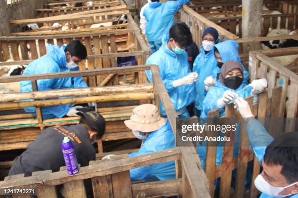 Health workers give vaccination to livestock to prevent the spread of foot-and-mouth disease at Bogor region, West Java, Indonesia on July 06, 2022....