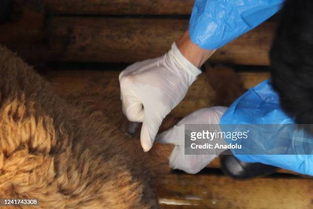 Health workers give vaccination to livestock to prevent the spread of foot-and-mouth disease at Bogor region, West Java, Indonesia on July 06, 2022....
