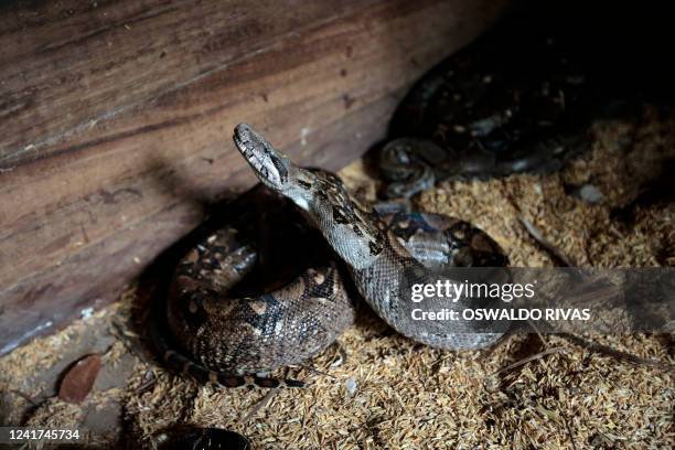 View of a Boa Constrictor at the Exotic Fauna zoo in Managua, on June 27 before being exported to the United States. The centre, which opened 15...