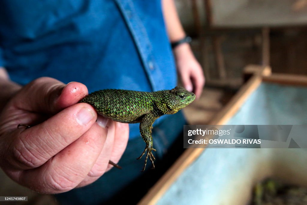 NICARAGUA-EXOTIC-FAUNA-EXPORT