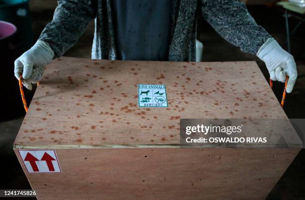 An employee holds a box containing Zebra tarantulas to be exported to the United States, at the Exotic Fauna zoo in Managua, on June 27, 2022. The...
