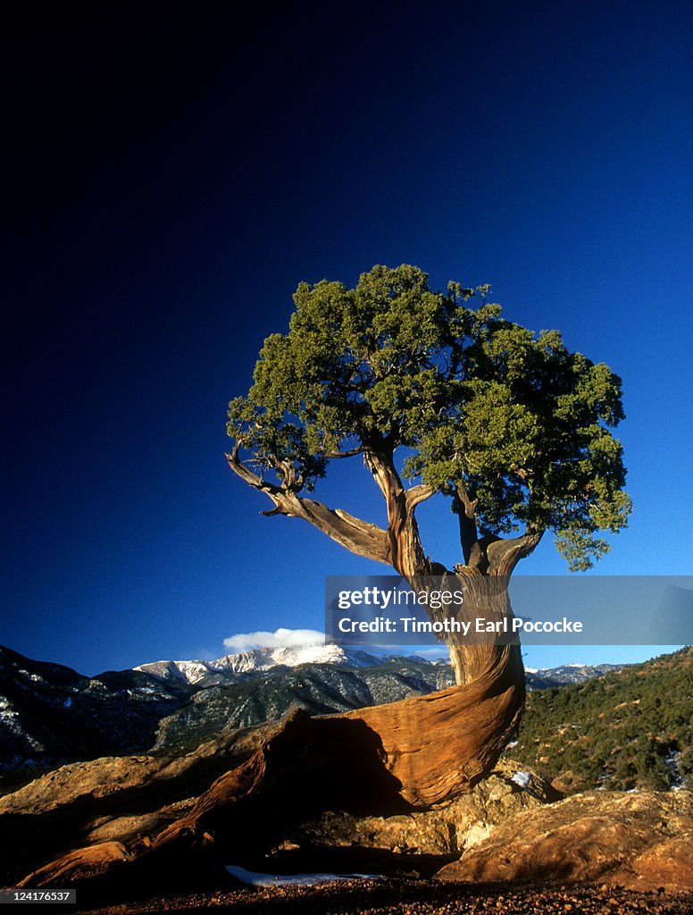 Lone juniper tree at sunrise