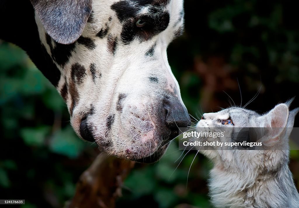 Dog and cat having moment