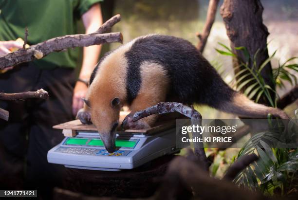 Tammy, a Southern Tamandua, stands on kitchen scales, during the ZSL London Zoo's annual weighing and measuring of their animals, on August 25, 2011....