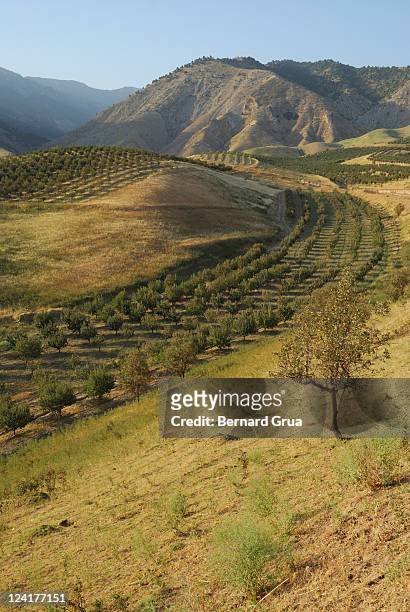 apple tree orchard like river in  mountain - bernard grua stock pictures, royalty-free photos & images